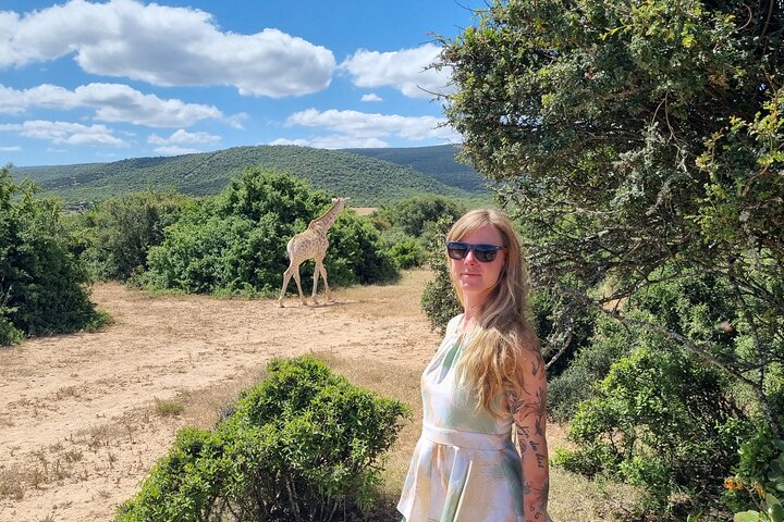 Réserve de chasse Schotia d'une journée et promenade des girafes (véhicule 4x4 ouvert)