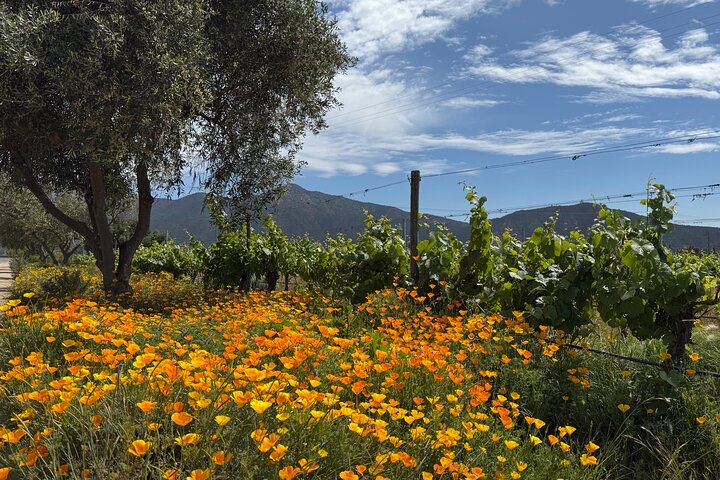Probieren Sie 10 Weinsorten in 3 exklusiven Weinbergen von Casablanca