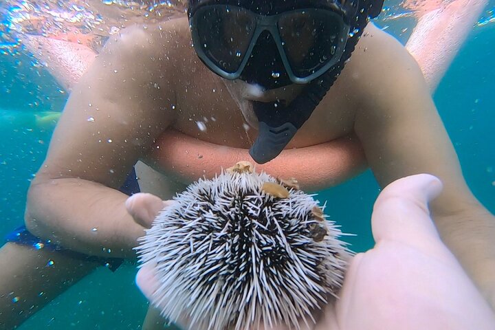 Guided Snorkel Tour Phil Foster Park (Høy tidevann)