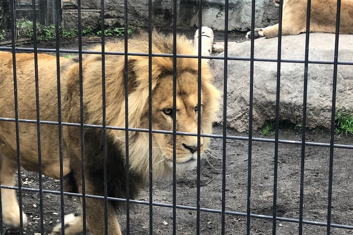 【Private Car】Asahiyama Zoo, Blue Pond, Shirahige Falls, Ningle Terrace (from Sapporo)