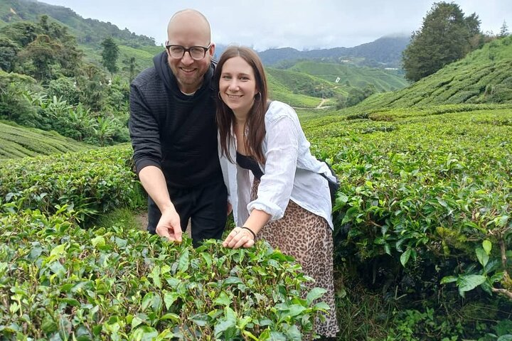 Cameron Highland Tour privato di un giorno da Ipoh