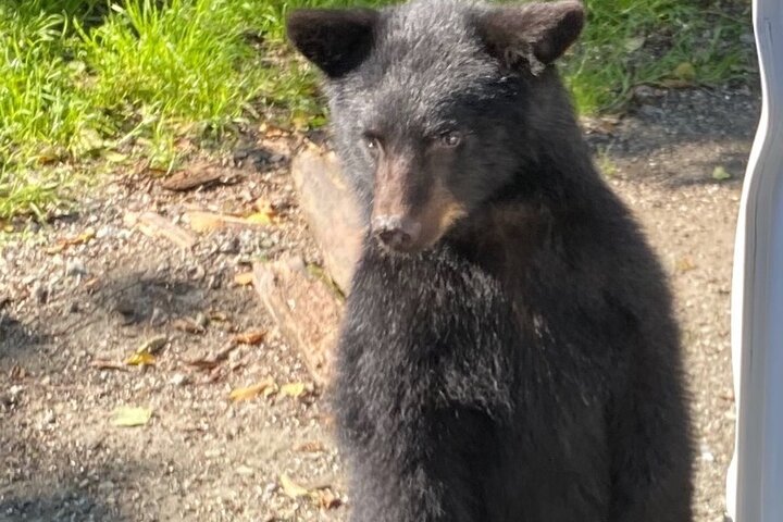 Ketchikan Wildlife Tours: ristoranti nelle vicinanze