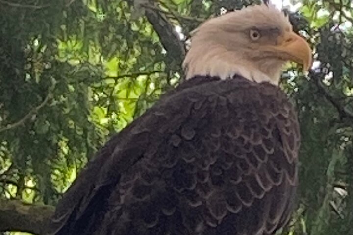 Ketchikan Wildlife Tours: ristoranti nelle vicinanze