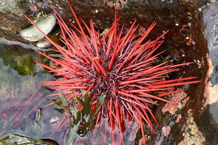 Ketchikan Wildlife Tours: ristoranti nelle vicinanze