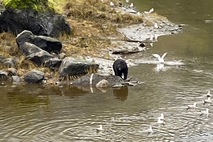 Ketchikan Wildlife Tours: ristoranti nelle vicinanze