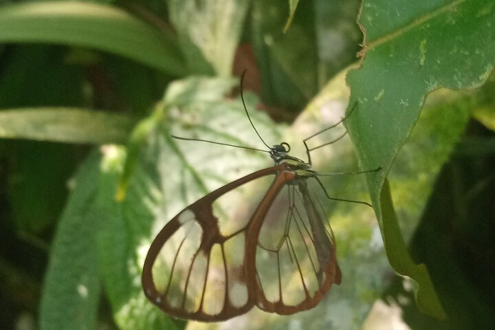 Monteverde Cloud Forest guidad naturvandring med Expert Naturalist