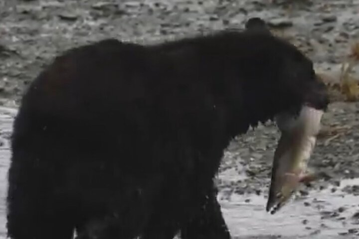 Ketchikan Wildlife Tours: ristoranti nelle vicinanze