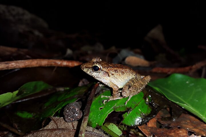 La Fortuna Night Walk at Arenal Volcano: Rainforest Wildlife Tour