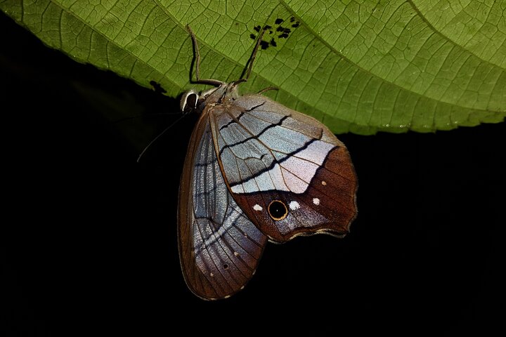 La Fortuna Night Walk at Arenal Volcano: Rainforest Wildlife Tour