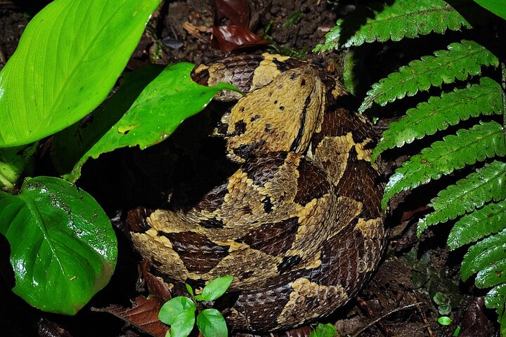La Fortuna Night Walk at Arenal Volcano: Rainforest Wildlife Tour