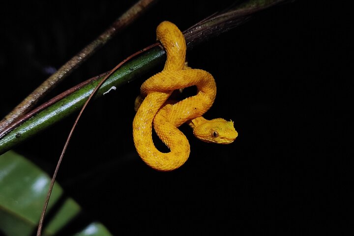 La Fortuna Night Walk at Arenal Volcano: Rainforest Wildlife Tour