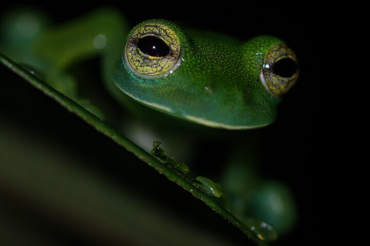 La Fortuna Night Walk at Arenal Volcano: Rainforest Wildlife Tour