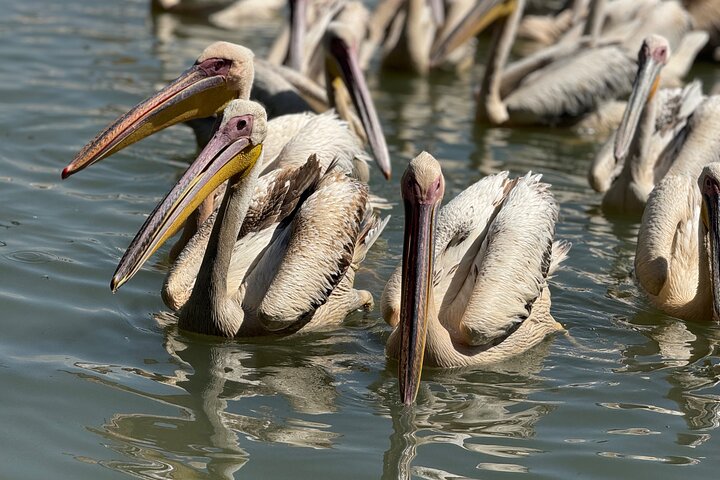 Dagstur Bahir Dar, Lake Tana og Blue Nile Falls Tours