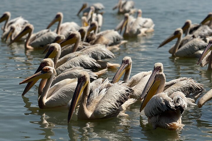 Dagstur Bahir Dar, Lake Tana og Blue Nile Falls Tours