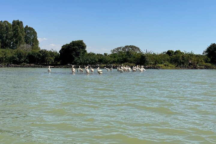 Dagstur Bahir Dar, Lake Tana og Blue Nile Falls Tours