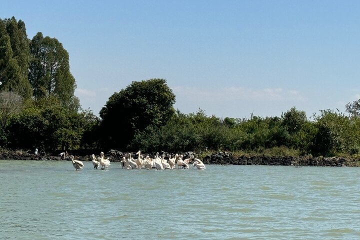 Dagstur Bahir Dar, Lake Tana og Blue Nile Falls Tours