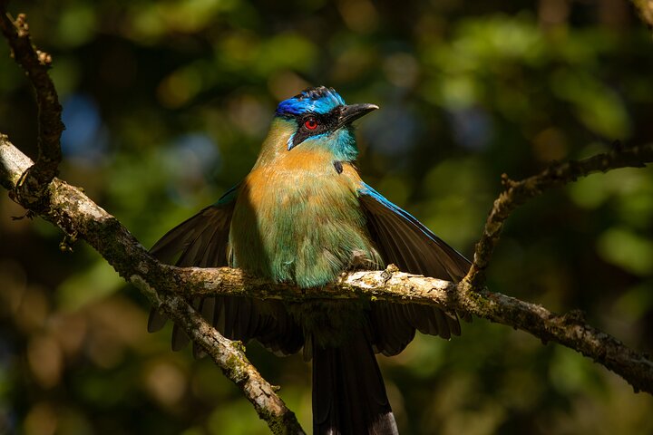 Tour guidato della foresta delle nuvole di Monteverde con Esperto naturalista