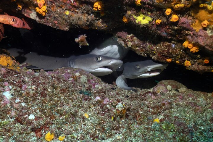Dyk Coiba og bo på Bambuda Hotel Santa Catalina 4 dager