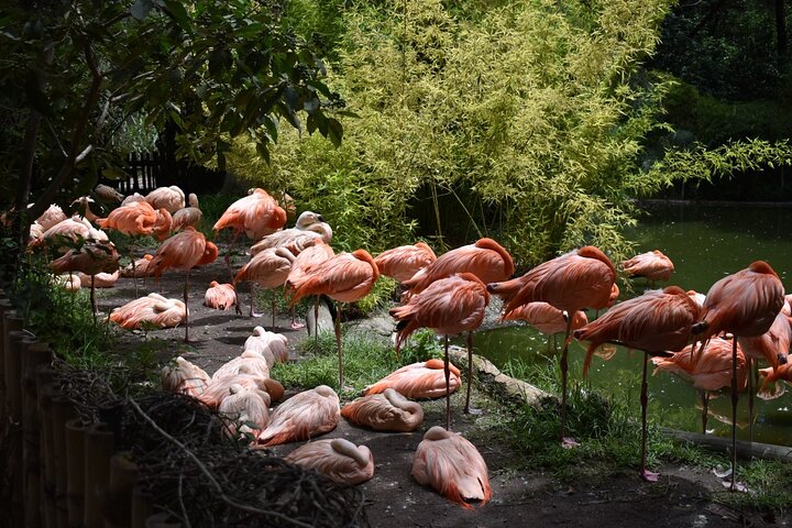 Fra puebla: Privat tur i Africam Safari all-inclusive