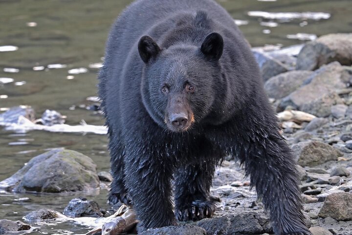 Ketchikan Wildlife Tours: ristoranti nelle vicinanze