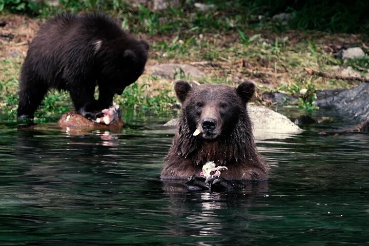Sitka Walbeobachtung & Wildtier | Am meistgebuchte Tour in Sitka