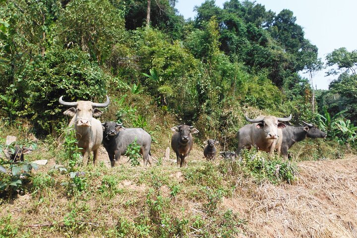 Experiência da selva: Excursão de 1 dia em Nam Ha NPA
