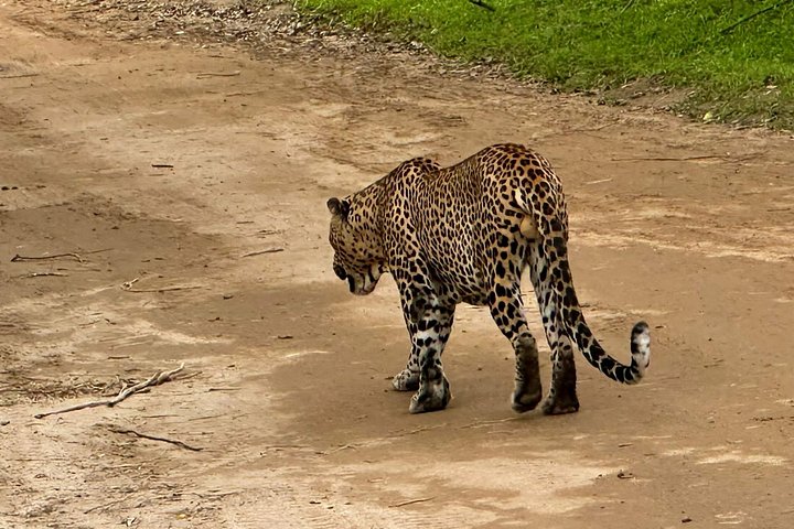 Excursões de Safari em Yala National Park a partir de Hambantota Port
