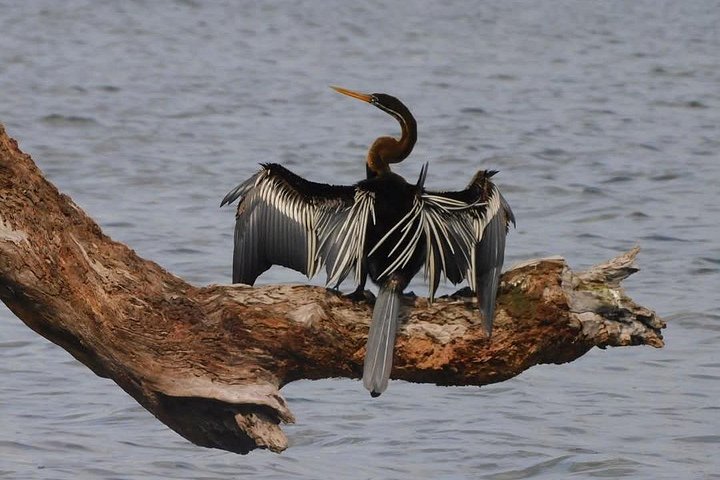 Excursões de Safari em Yala National Park a partir de Hambantota Port