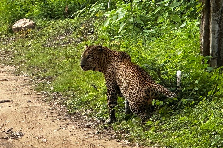Excursões de Safari em Yala National Park a partir de Hambantota Port
