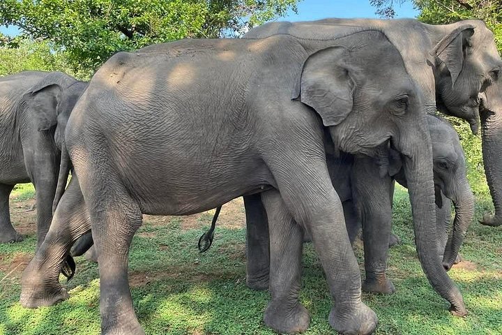 Excursões de Safari em Yala National Park a partir de Hambantota Port