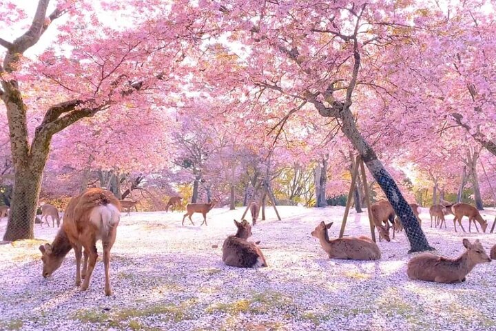 Från Kyoto / Osaka : Kyoto måste-se platser och Nara Park Endagstur