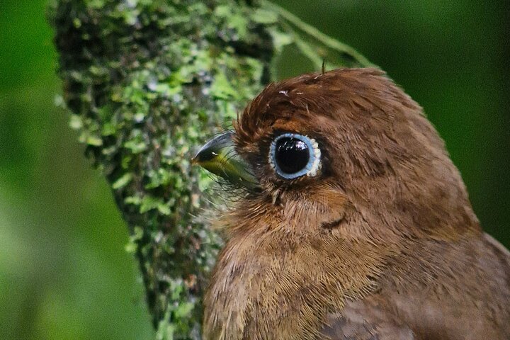 Corcovado nationalpark - Privat Sirena-dagstur med båt