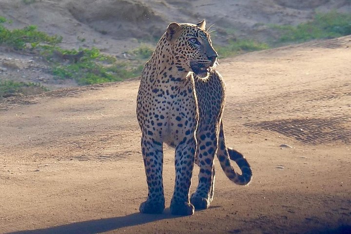 Excursões de Safari em Yala National Park a partir de Hambantota Port