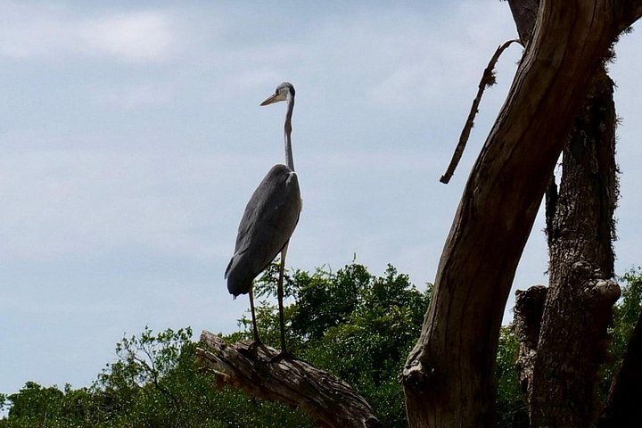 Excursões de Safari em Yala National Park a partir de Hambantota Port