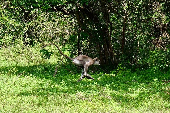 Excursões de Safari em Yala National Park a partir de Hambantota Port