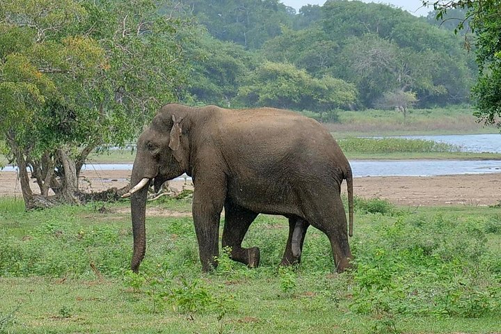 Excursões de Safari em Yala National Park a partir de Hambantota Port