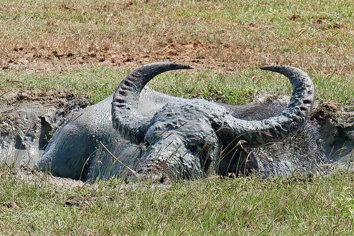 Excursões de Safari em Yala National Park a partir de Hambantota Port