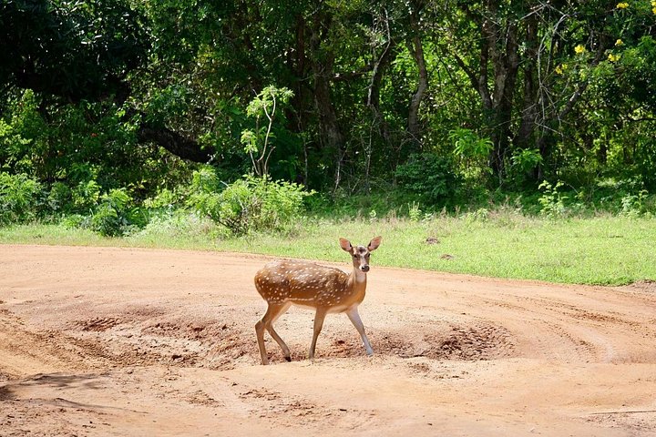 Excursões de Safari em Yala National Park a partir de Hambantota Port