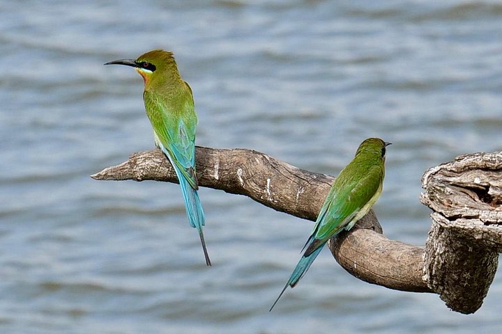 Excursões de Safari em Yala National Park a partir de Hambantota Port