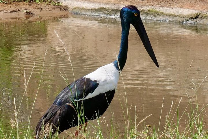 Excursões de Safari em Yala National Park a partir de Hambantota Port