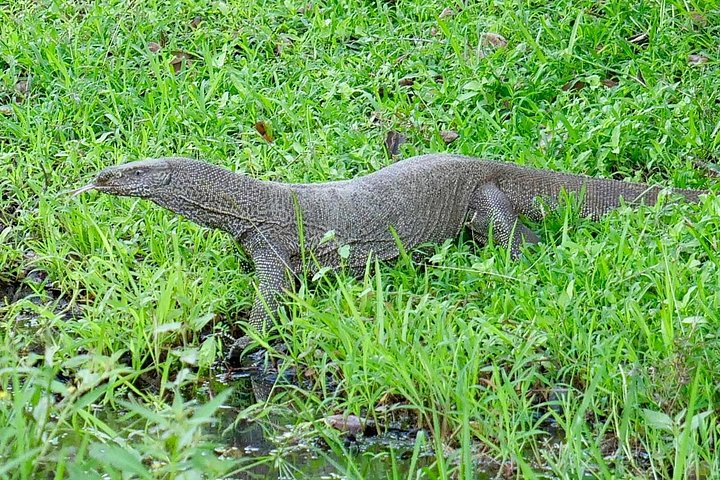 Excursões de Safari em Yala National Park a partir de Hambantota Port