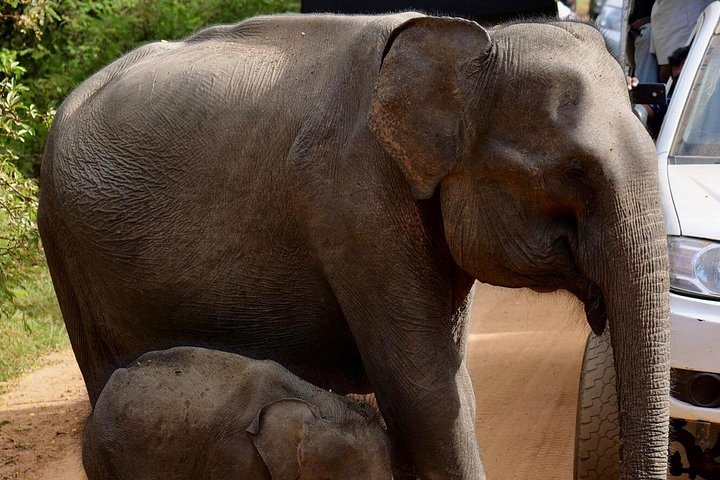 Excursões de Safari em Yala National Park a partir de Hambantota Port