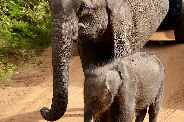 Excursões de Safari em Yala National Park a partir de Hambantota Port