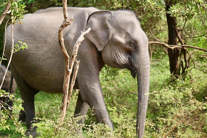 Excursões de Safari em Yala National Park a partir de Hambantota Port