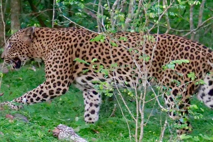 Excursões de Safari em Yala National Park a partir de Hambantota Port