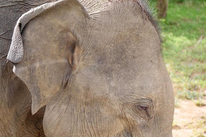 Excursões de Safari em Yala National Park a partir de Hambantota Port