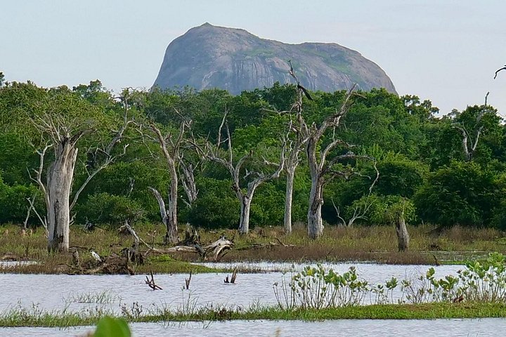 Excursões de Safari em Yala National Park a partir de Hambantota Port