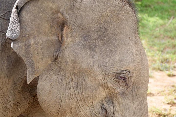 Excursões de Safari em Yala National Park a partir de Hambantota Port