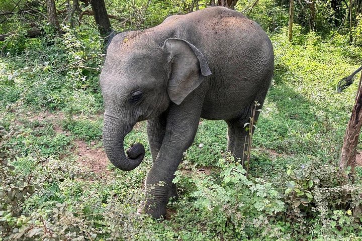 Excursões de Safari em Yala National Park a partir de Hambantota Port