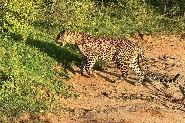 Excursões de Safari em Yala National Park a partir de Hambantota Port